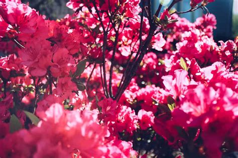 Azaleas and Acid: Why Azaleas Love Acidic Soil and How You Can Help.